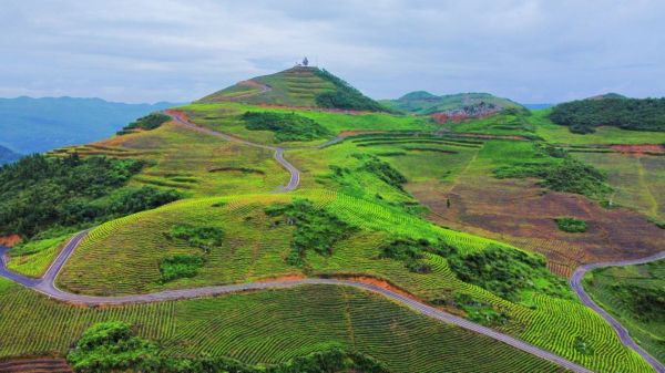 沿河中寨鎮(zhèn)生態(tài)茶產(chǎn)業(yè)。