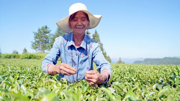 村民在手采生態(tài)茶葉。