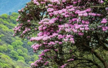 公主，请上粉色的梵净山