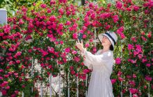 蔷薇花开，绽放夏日序章