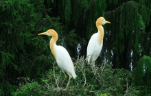 又一年！它们回玉屏啦！