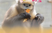 梵净山“网红”素颜出镜啦!