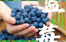 江口德旺乡苗王谷蓝莓成熟啦