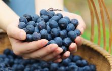 江口德旺乡苗王谷蓝莓成熟啦