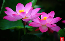 玉屏：夏日荷花别样红