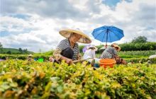 万山太子参为群众添“薪”