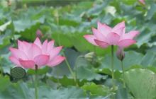 正“荷”你意！总要看次德江的荷花吧！