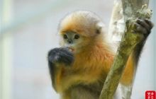 走近“地球独生子”黔金丝猴