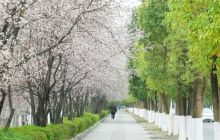 来自木杉河畔的春笺