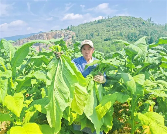 思南：千亩金叶铺就增收路