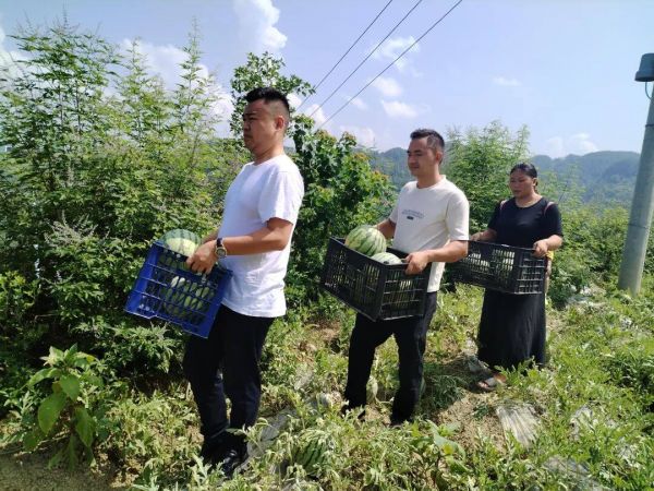 沿河淇滩镇：西瓜成熟 甜蜜来袭