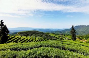 文化为根 科技为翼！沿河创新发展提升茶产业综合效益