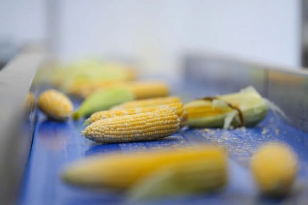 铜仁：鲜食玉米“甜蜜革命”破解山区“粮经难题”