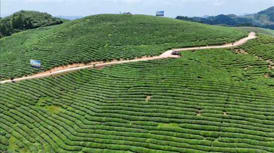 2025年贵州技能大赛“石阡苔茶杯”系列赛事观摩团到石阡观摩