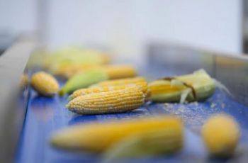 銅仁：鮮食玉米“甜蜜革命”破解山區“糧經難題”