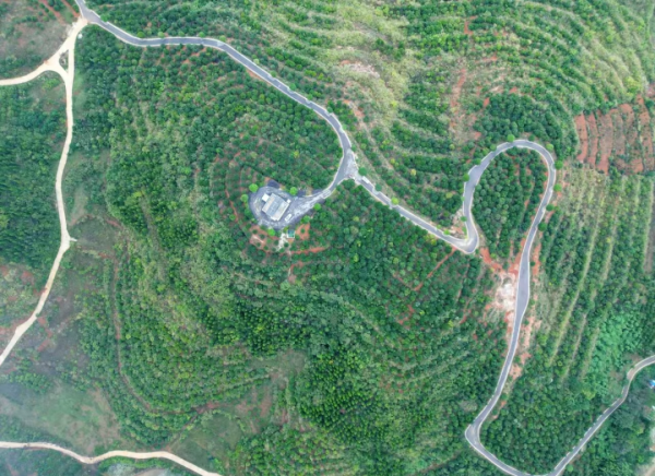 銅仁：漫山油茶變“真金”
