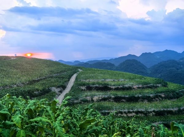 沿河后坪乡：以产业为笔绘就乡村全面振兴新图景