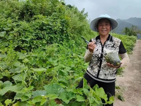 江口峰坝村：1200亩香芋南瓜喜获丰收