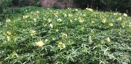 一朵花要卖260万！它究竟长啥样？