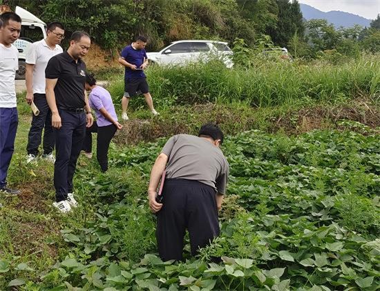 人保财险思南支公司：开展红薯产业  党建联盟结对帮扶