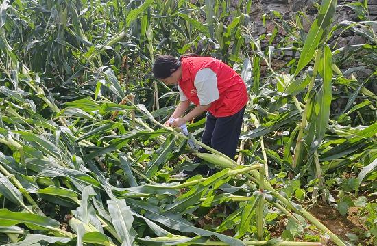 人保财险沿河支公司：闻“风”而动  急农所急