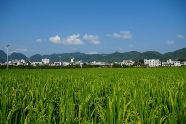 组图 | 思南：田间夏管忙 秋粮丰收有保障