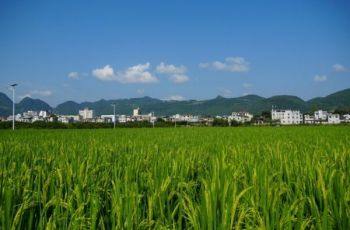 组图 | 思南：田间夏管忙 秋粮丰收有保障