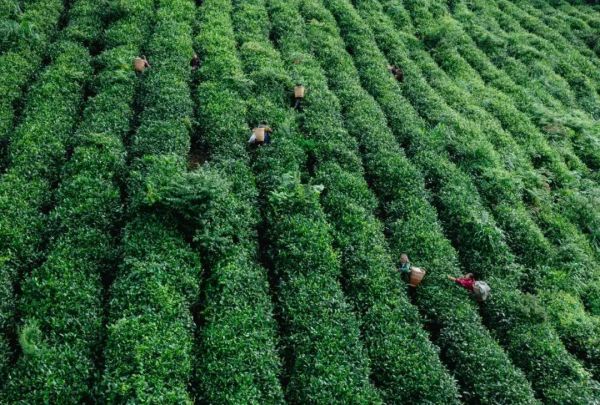 产值10亿元！德江茶产业带动上万农户增收