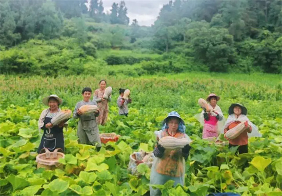思南枫芸乡：家庭农场结出“多元果