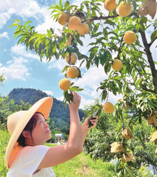 玉屏黄桃基地满园飘香