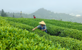 印江：秋茶迎來采摘高峰