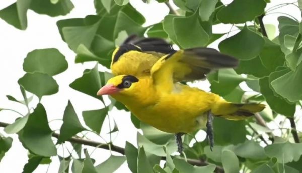 銅仁發(fā)出愛鳥護(hù)鳥倡議