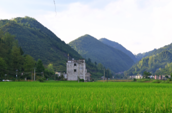 “油”香“稻”甜！德江平原鎮雙產業豐收