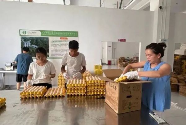 自帶“生態(tài)基因”！梵凈山雞蛋暢銷粵港澳大灣區(qū)