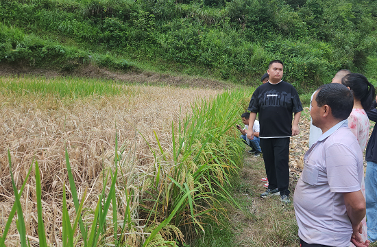 人保财险万山支公司：虫灾无情  人保有爱