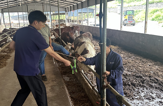 人保财险碧江支公司：落实承保验标  为肉牛保险筑牢根基