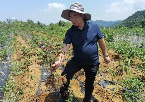 人保财险松桃支公司：烈日下的坚守