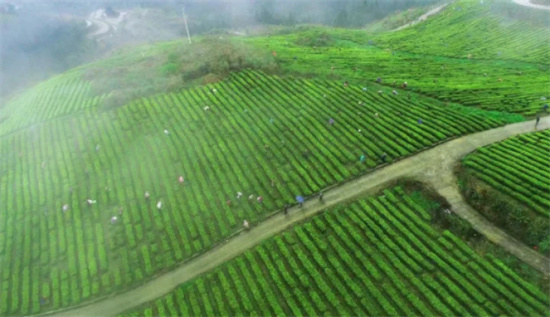 梵凈山下茶飄香——江口壩盤鎮(zhèn)茶產(chǎn)業(yè)發(fā)展紀實