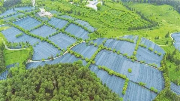 江口抹茶的“財(cái)富密碼”
