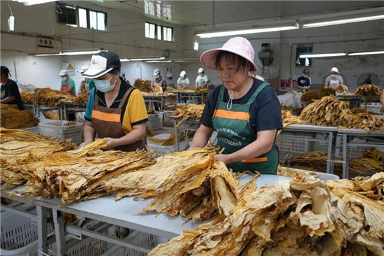 思南：1.98万亩烤烟开秤收购忙