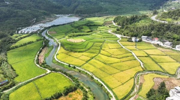 德江荆角乡：角口坝区丰收“稻” “粮”辰美景收割忙