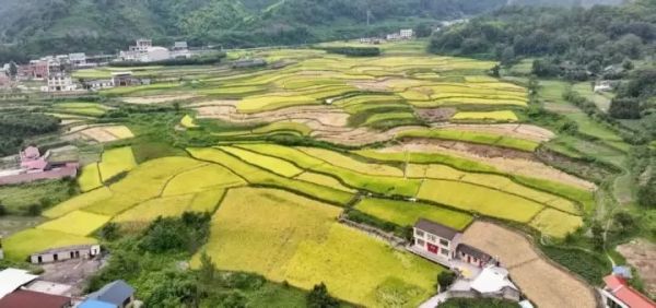 大龙开发区：稻穗金黄 农机助秋收