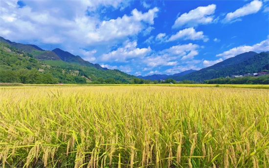 金秋时节，铜仁“稻”处都是好“丰”景
