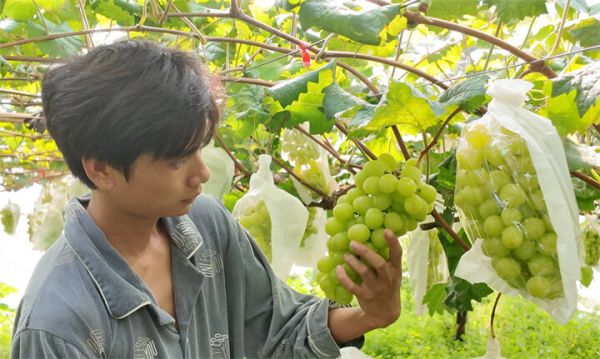 万山石竹葡萄基地迎来丰收