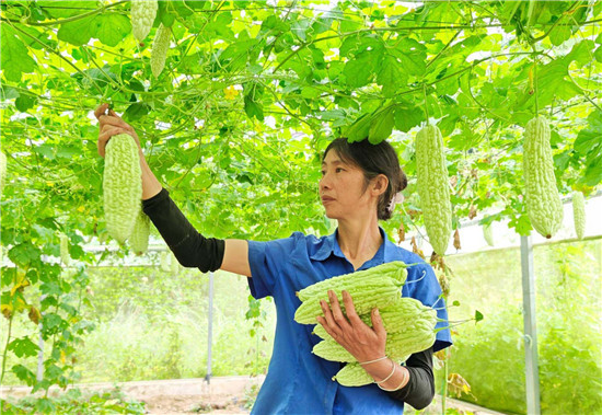 万山敖寨乡：苦瓜丰收采摘忙 产业振兴促增收