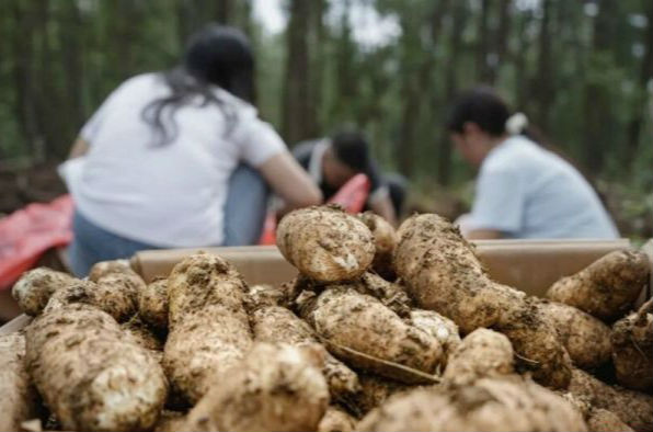 根本不愁销！德江天麻“触网”热卖