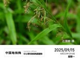 梵净山自然科普 | 中国地杨梅