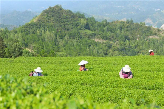 印江秋茶采收新观察：生态转化塑底色 科技赋能攀高峰！