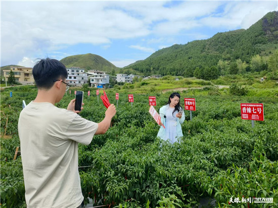 从田间到直播间，印江辣椒产业的“火辣”蜕变