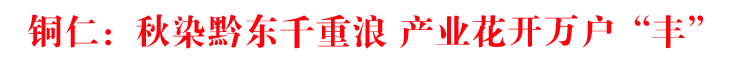 铜仁：秋染黔东千重浪 产业花开万户“丰”